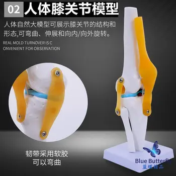 Функциональная модель коленного сустава человека: обучающая модель активности крестообразных связок мениска, коленной кости, надколенника 12