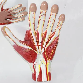 60 знаков обозначают Мышцы руки с анотомией сосудистого нерва, модель Суставов ладони с мышцами и веной 21