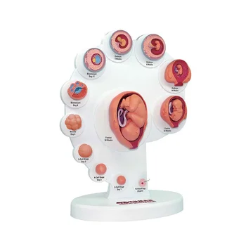 4D Анатомическая модель развития человеческого эмбриона, орган роста плода, обучающие игрушки Alpinia в сборе 5